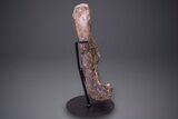 Hadrosaur (Hypacrosaurus) Femur with Metal Stand - Montana #264989-3